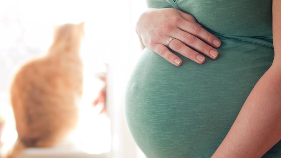 La Toxoplasmosi in gravidanza: cos'è e come si scopre.